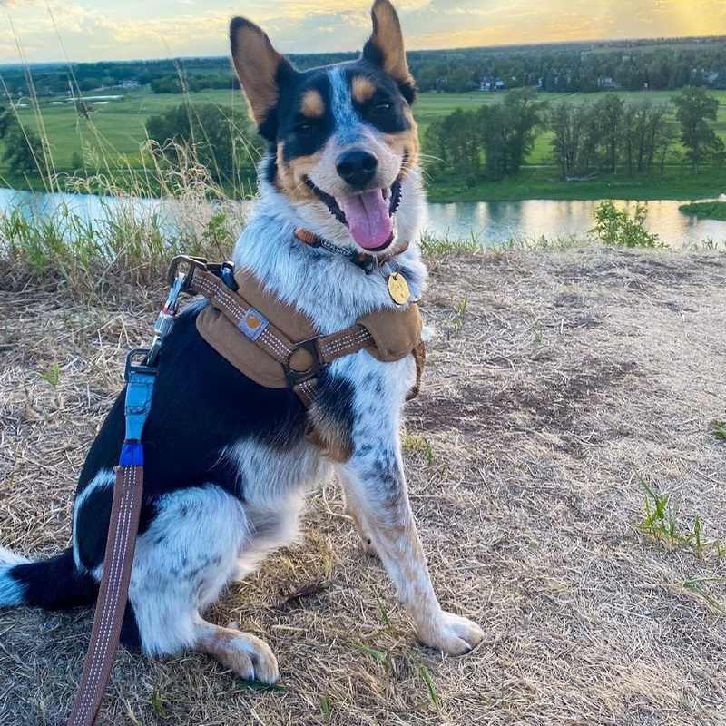 Tooling Chest Strap Dog Safety Training: The Ultimate Companion for Your Furry Friend