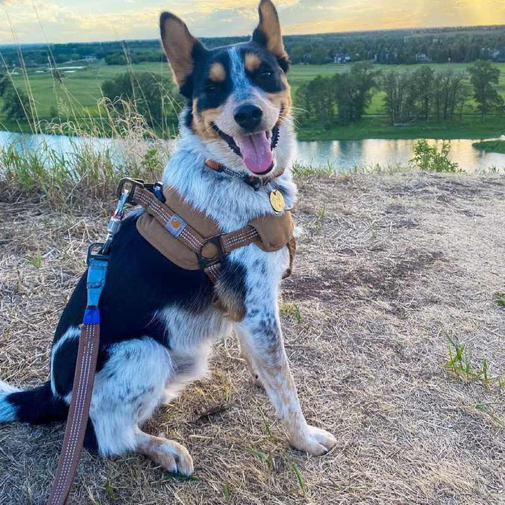 Tooling Chest Strap Dog Safety Training: The Ultimate Companion for Your Furry Friend