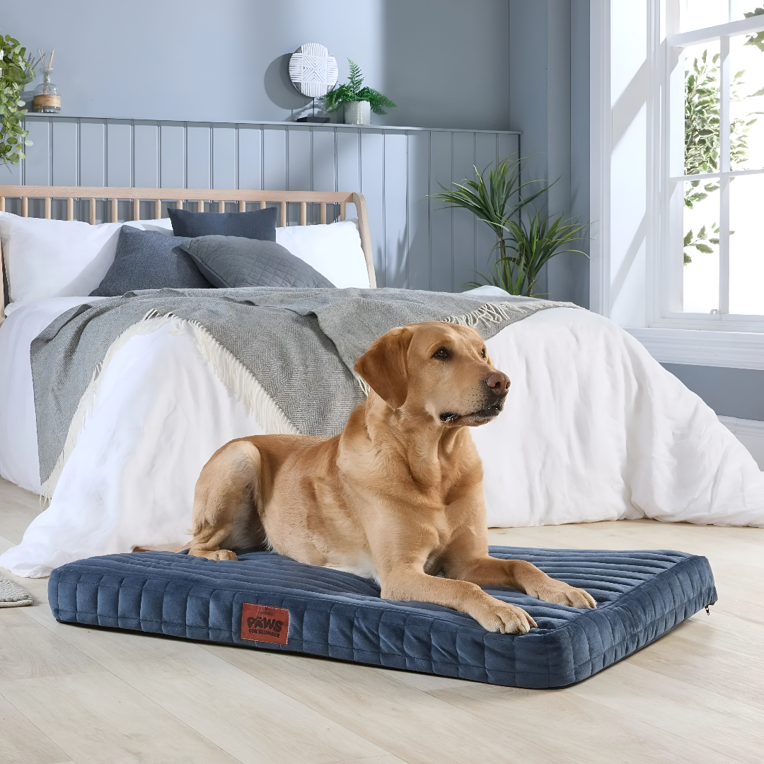 Choosing the Perfect Pet Bed