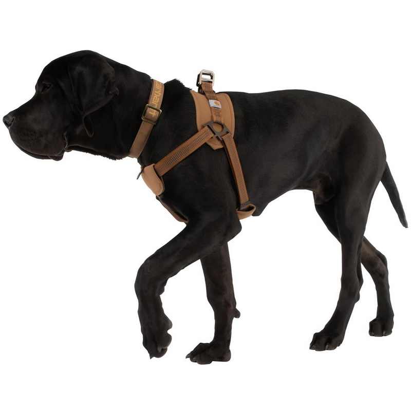 Tooling Chest Strap Dog Safety Training